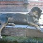 世界遺産の周辺にも野良犬が暮らしています。