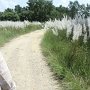 ルンビニ園のある地域はススキが多く群生している。カトマンズ周辺も多かった。この季節の気温は４０度以上あり広大な敷地内を徒歩で観光するのは私、高齢の両親では困難です。