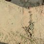 観光コースの道の下には発掘されていない遺跡がたくさんあるようです。歩いている足元です。