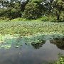 でたぁ～、ブッダと言えばハスです。この池は東門の近くにありました。