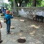 住民が飼っているヤギ。