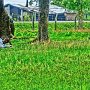 たぶん、遺跡内、近くに住んでいる老人とヤギ